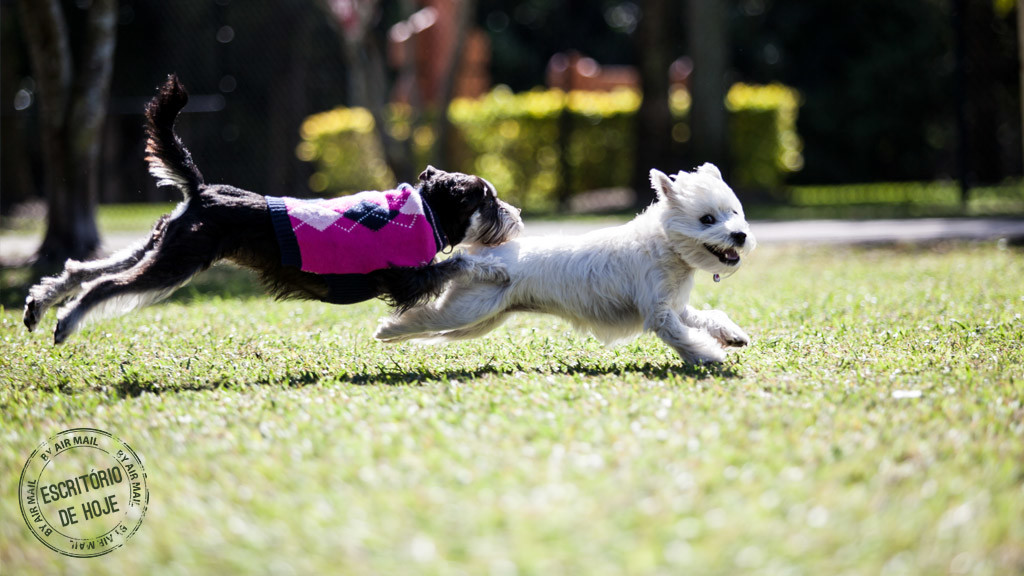 bom-pra-cachorro-sky-e-max